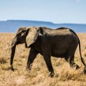 TZA MAR SerengetiNP 2016DEC24 SeroneraWest 021 : 2016, 2016 - African Adventures, Africa, Date, December, Eastern, Mara, Month, Places, Serengeti National Park, Seronera, Tanzania, Trips, Year